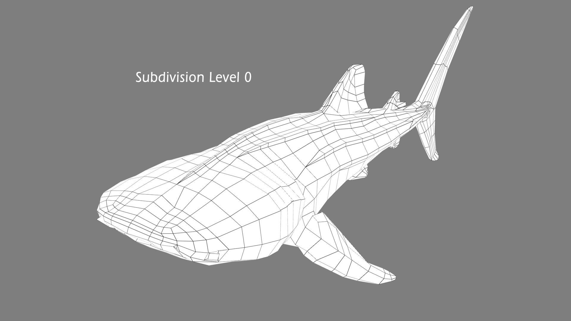 Whale Shark 3D model_16