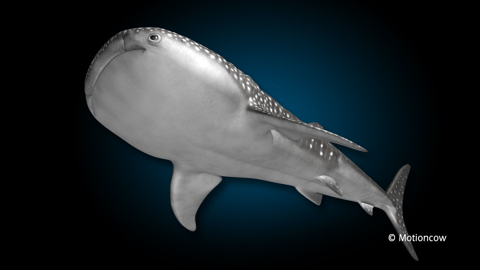 Whale Shark 3D model_6