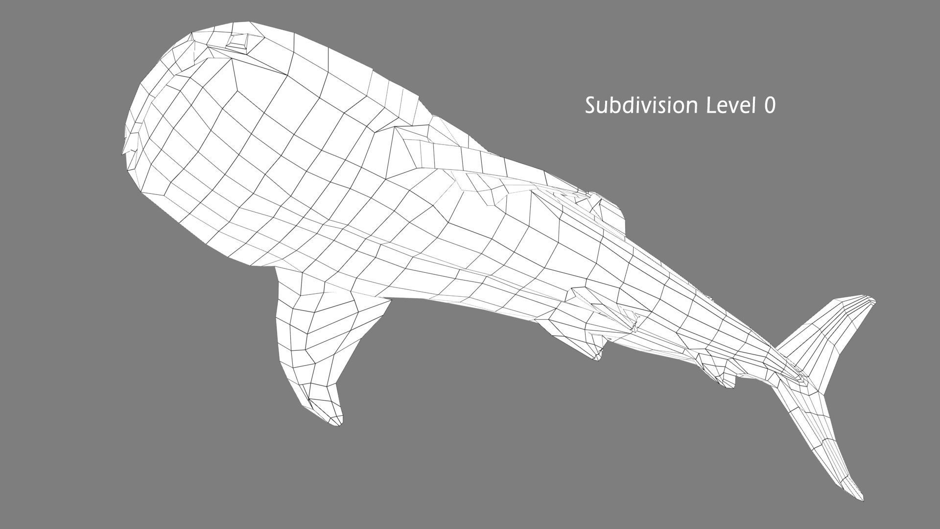 Whale Shark 3D model_18