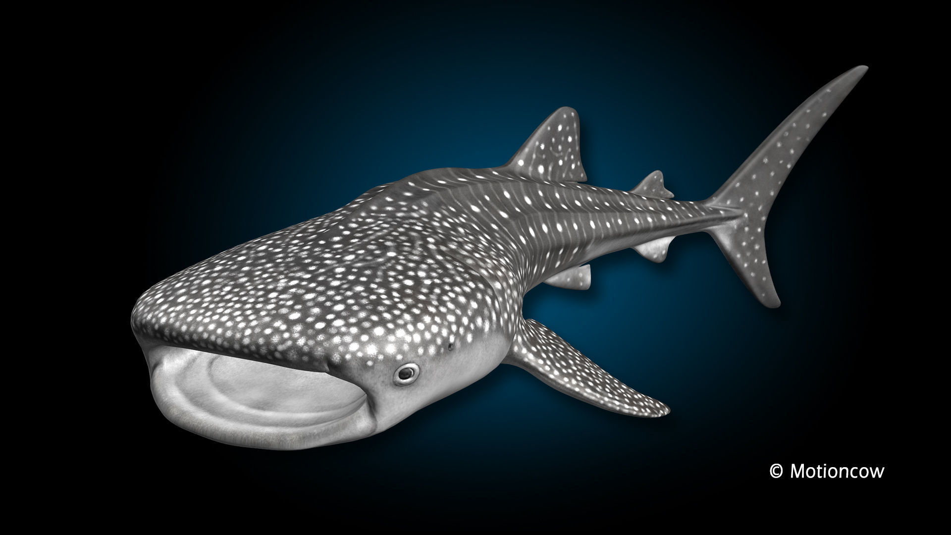 Whale Shark 3D model_12