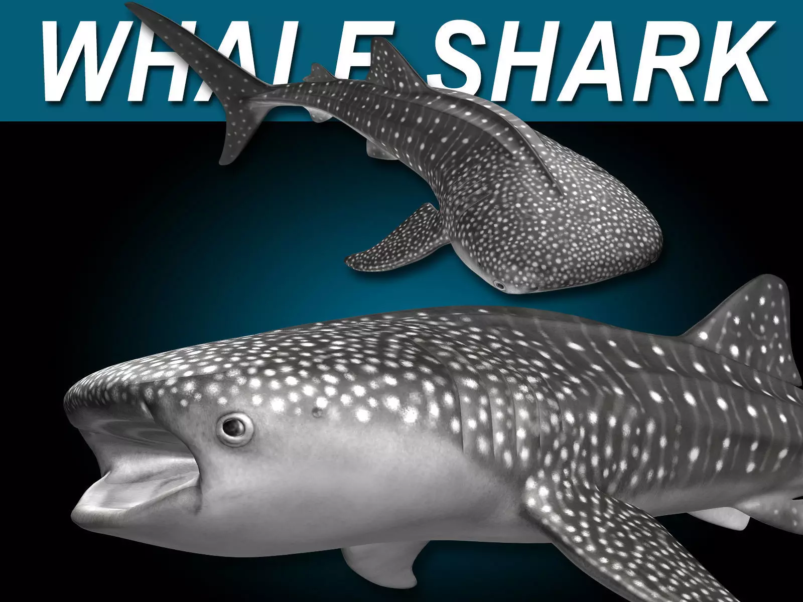 Whale Shark 3D model_0