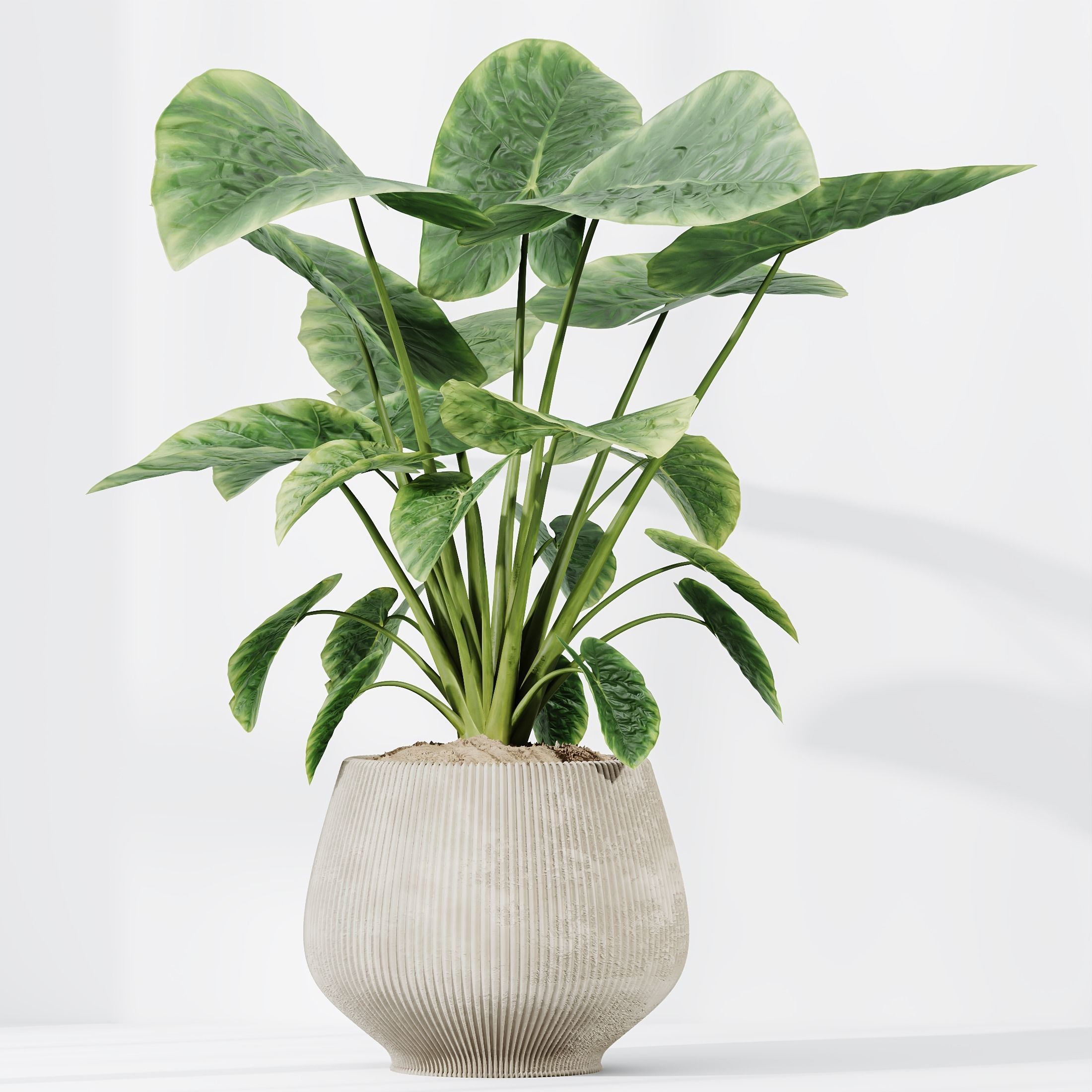 Plants Cunjevoi Alocasia Jardin Brisbanensis Fittingly Elephant 3D model_2