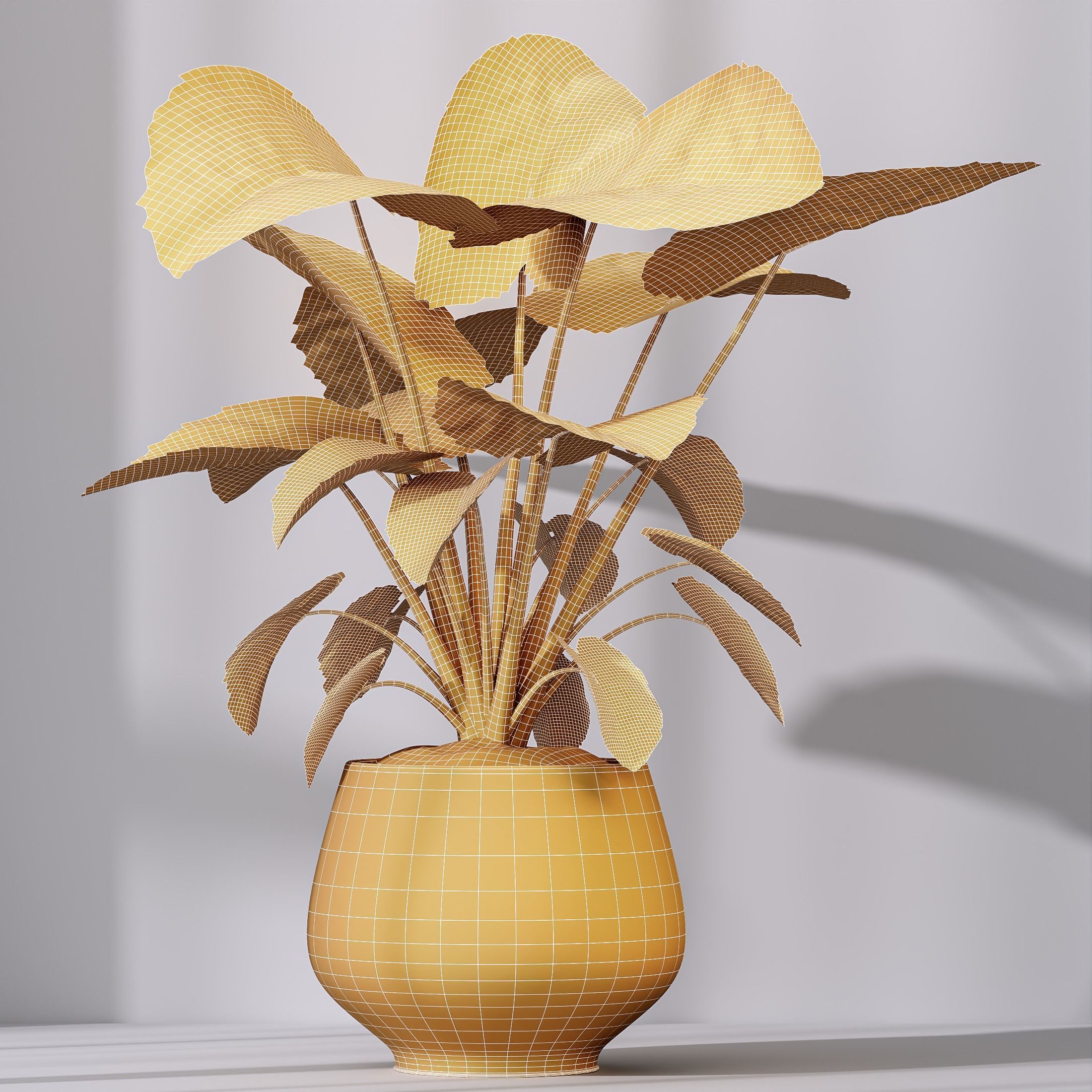 Plants Cunjevoi Alocasia Jardin Brisbanensis Fittingly Elephant 3D model_4