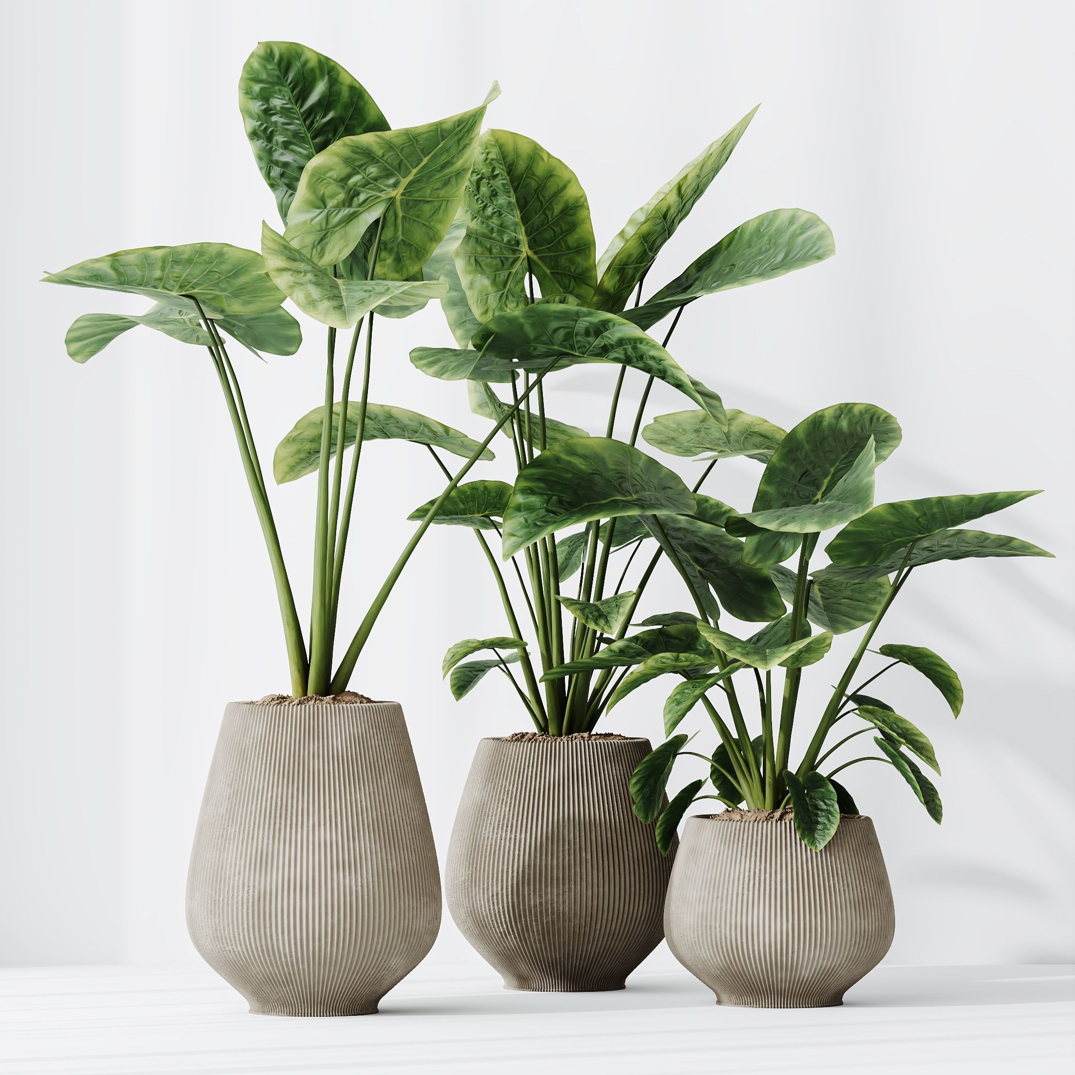 Plants Cunjevoi Alocasia Jardin Brisbanensis Fittingly Elephant 3D model_3