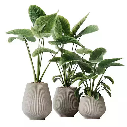 Plants Cunjevoi Alocasia Jardin Brisbanensis Fittingly Elephant 3D model