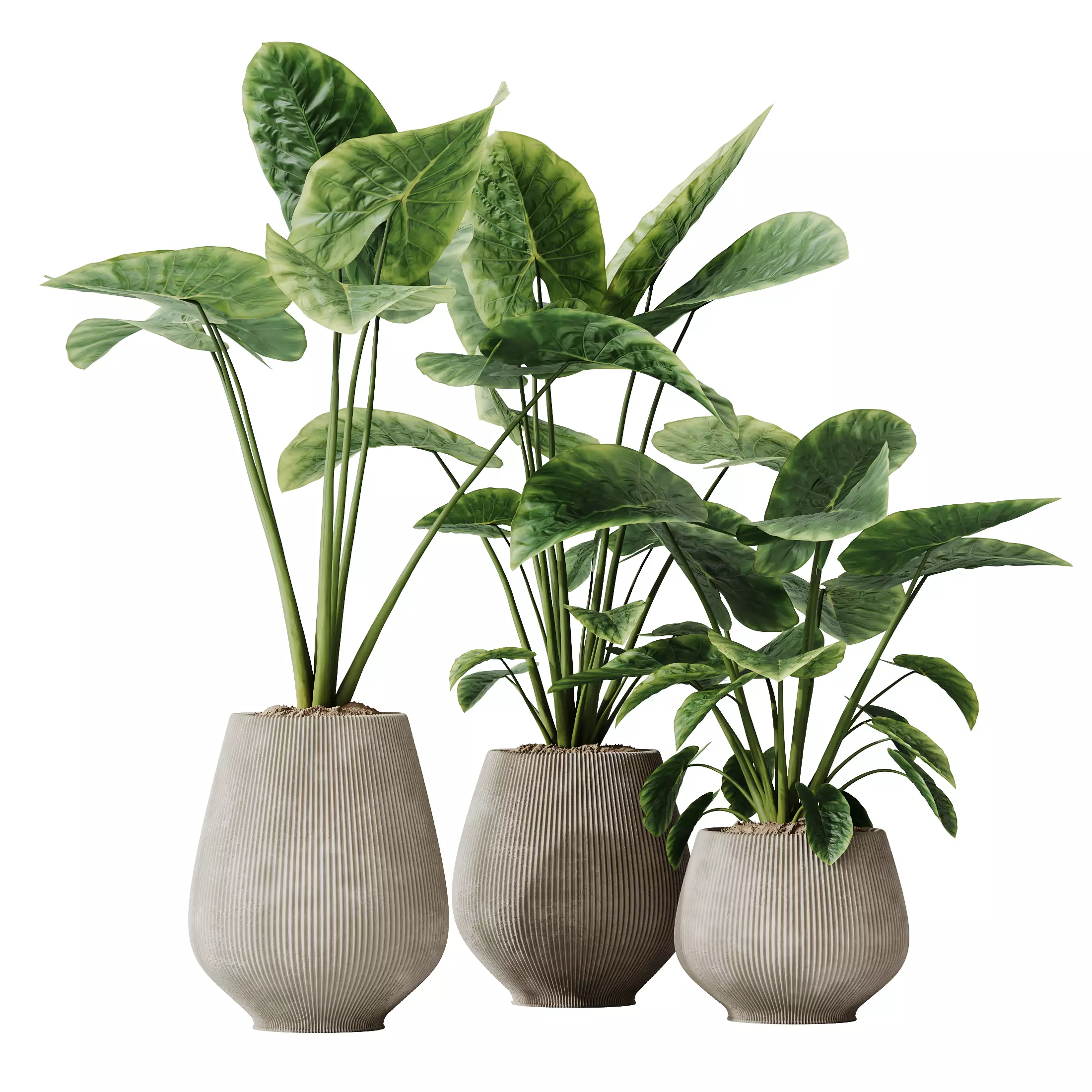 Plants Cunjevoi Alocasia Jardin Brisbanensis Fittingly Elephant 3D model_0