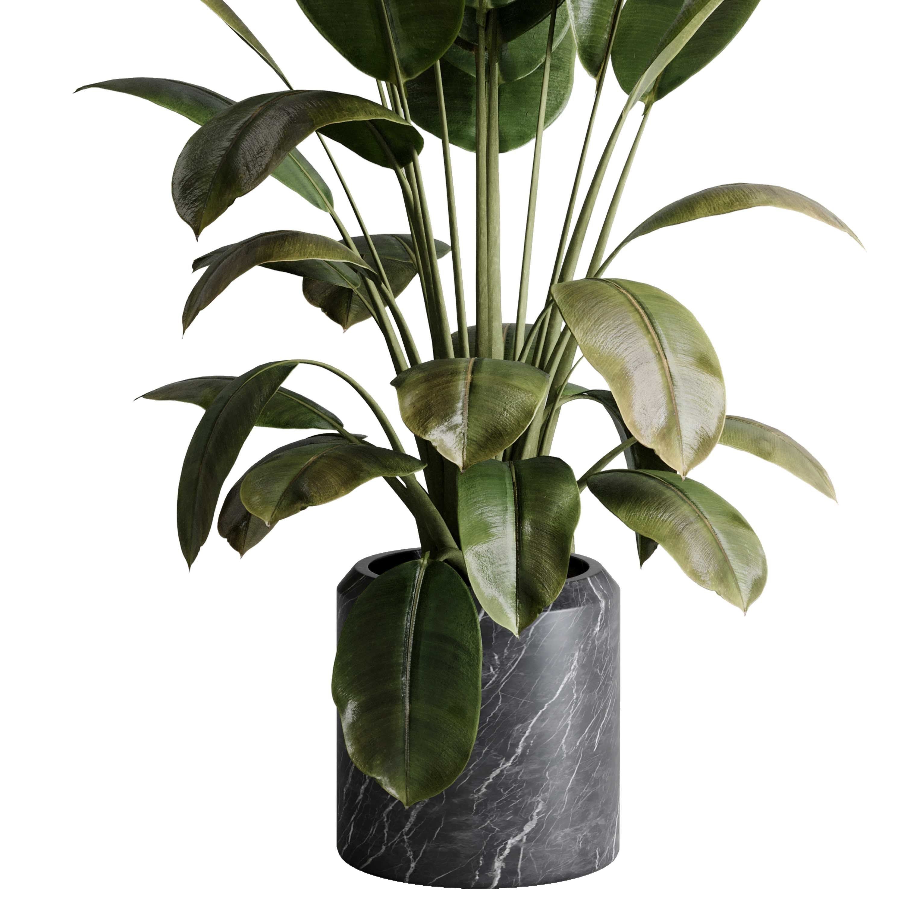 Ficus elastica - Ficus rubber indoor plant 501 3D model_3