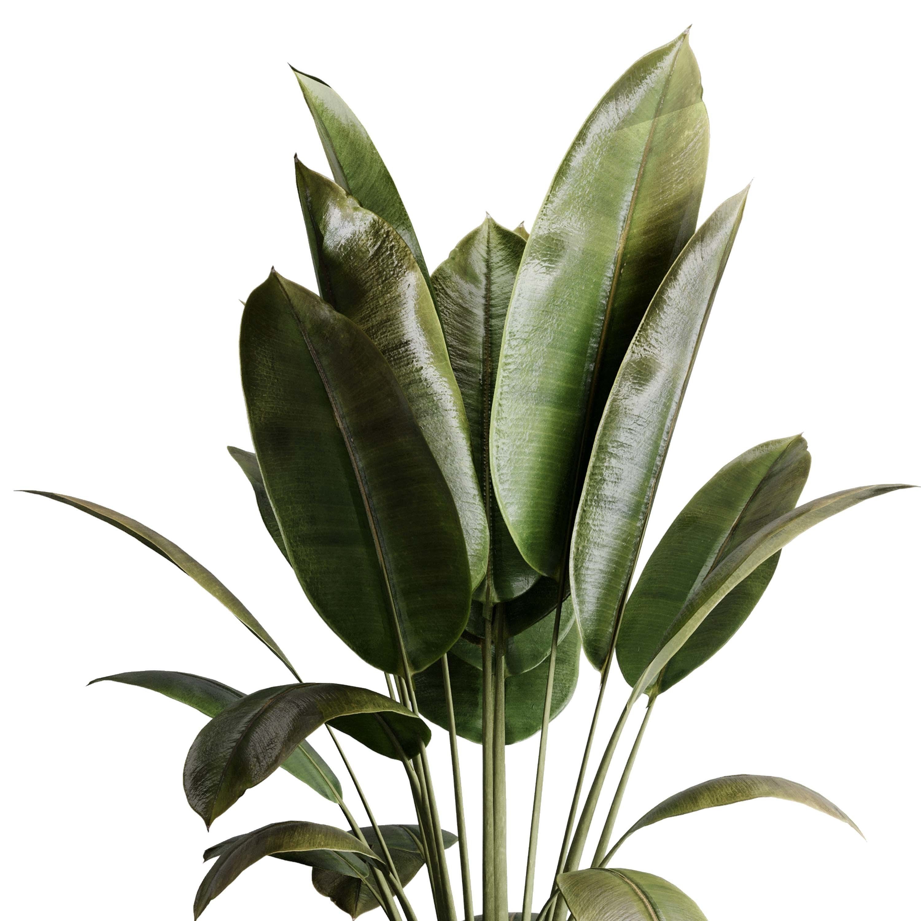 Ficus elastica - Ficus rubber indoor plant 501 3D model_2