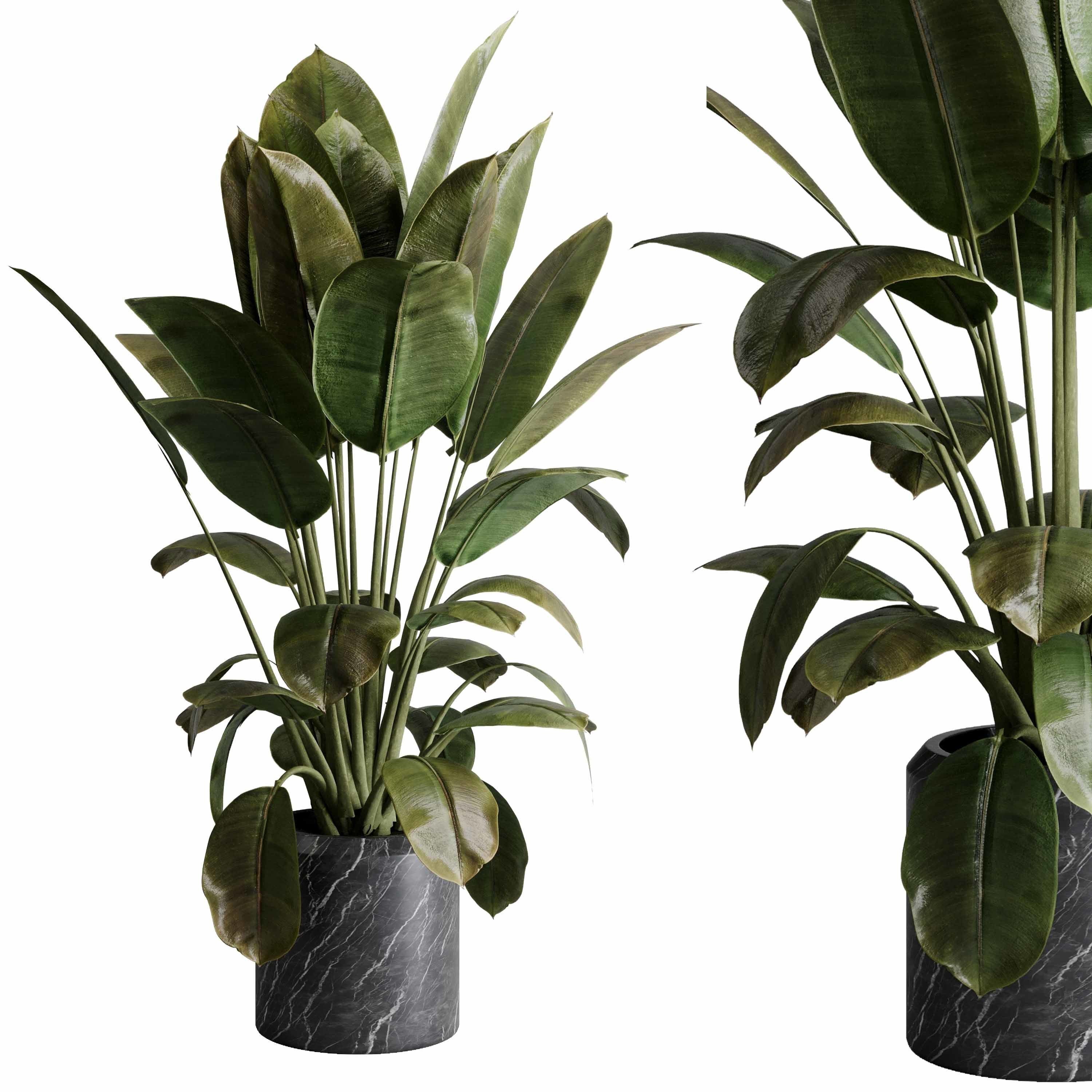 Ficus elastica - Ficus rubber indoor plant 501 3D model_1