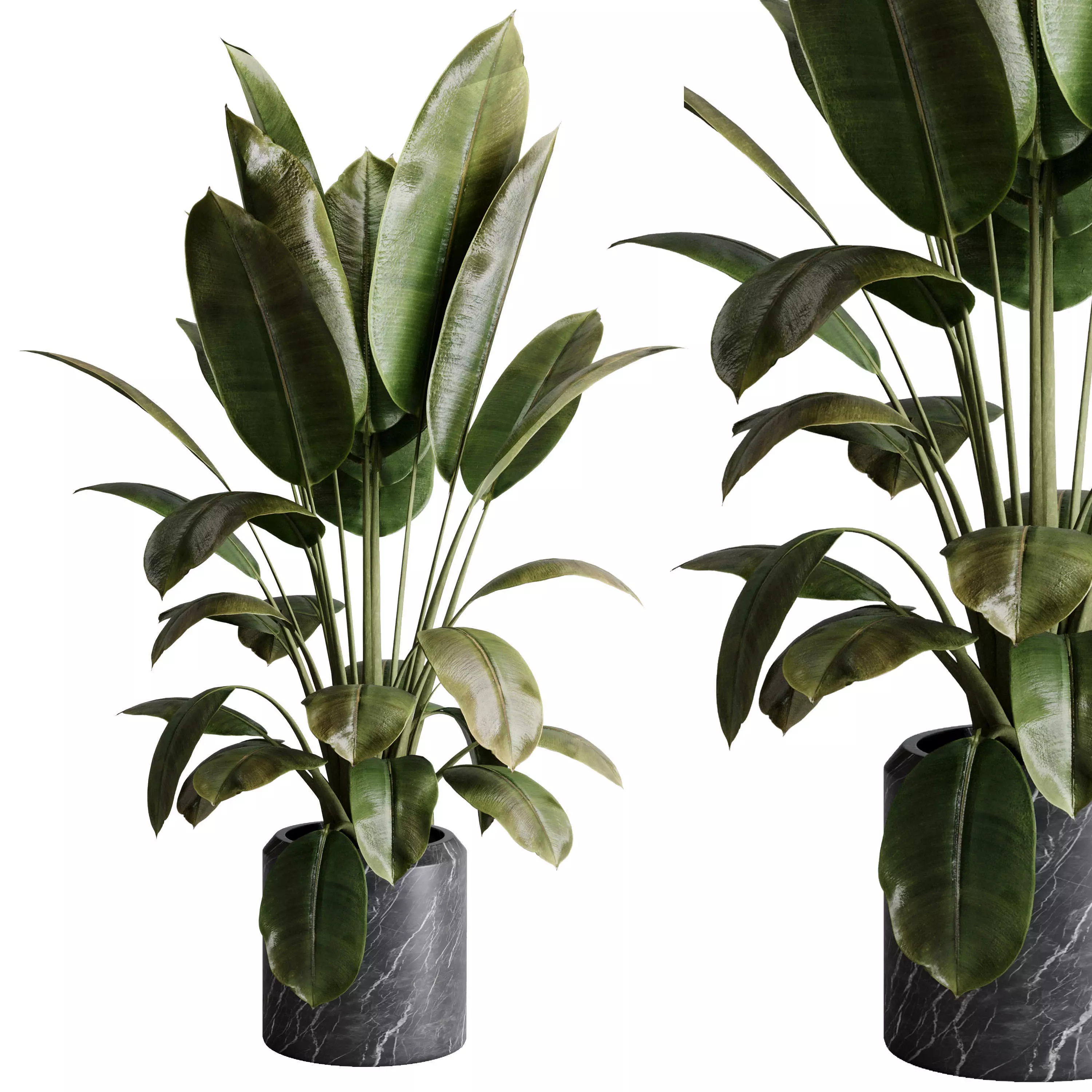 Ficus elastica - Ficus rubber indoor plant 501 3D model_0