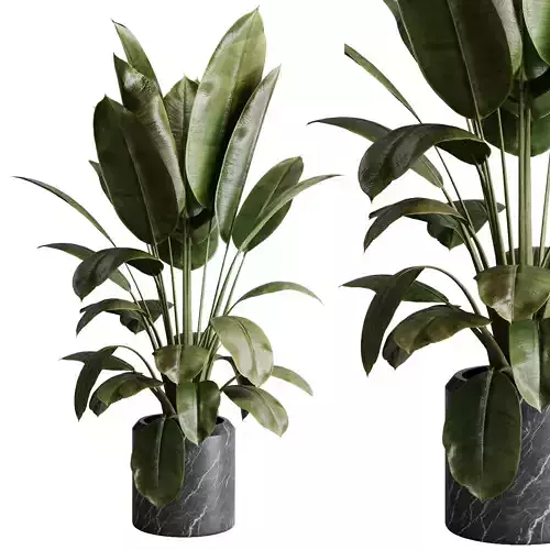 Ficus elastica - Ficus rubber indoor plant 501 3D model