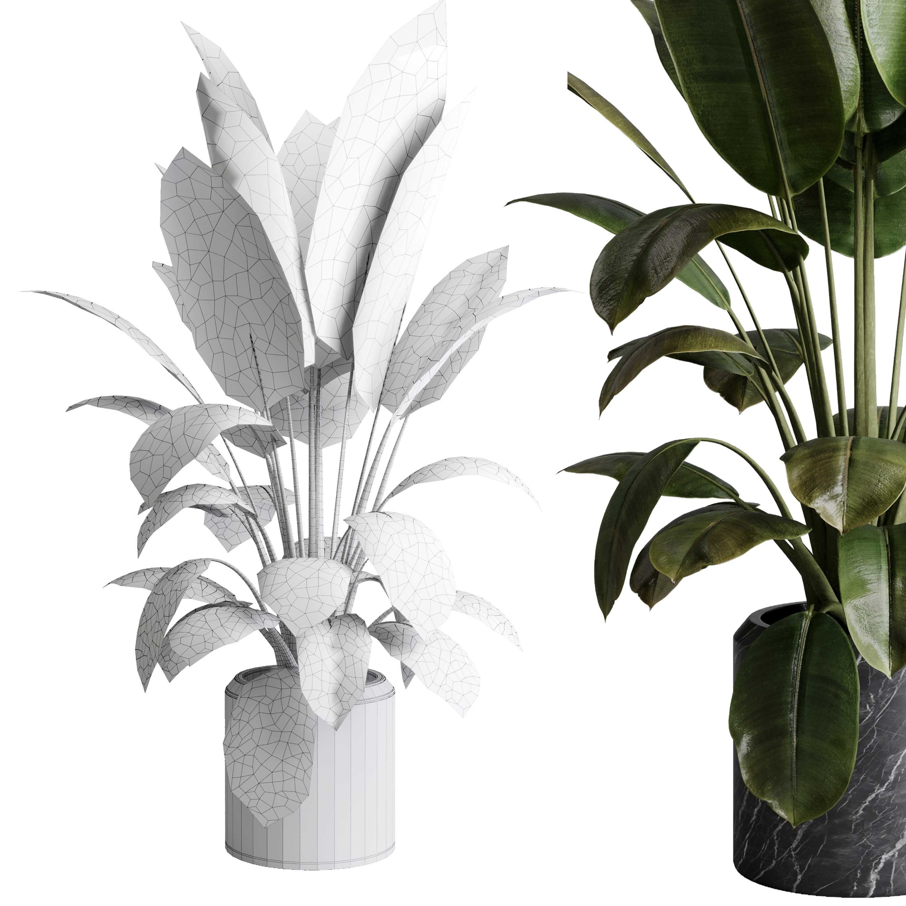 Ficus elastica - Ficus rubber indoor plant 501 3D model_5