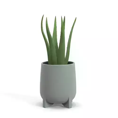 Stoneware Footed Aloe vera Planter  PBR