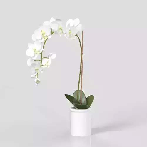 Threshold Small Potted Orchid  PBR