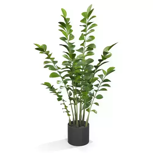 Zanzibar Gem Plant  PBR