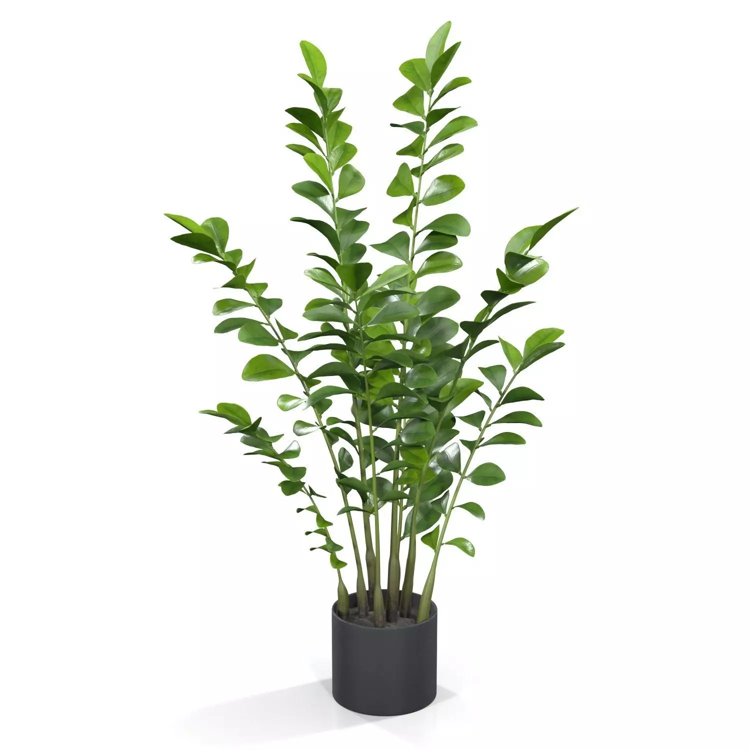 Zanzibar Gem Plant PBR 3D model