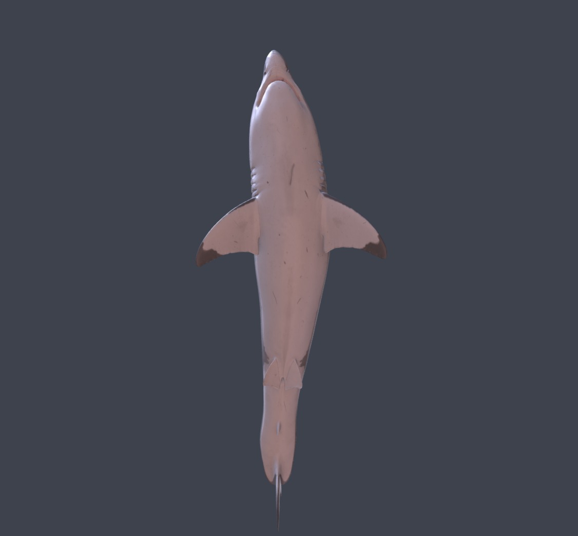 Realistic Shark 3D model_3