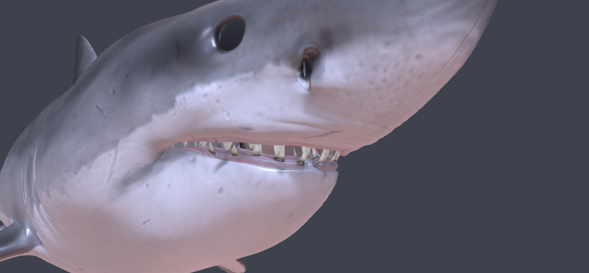 Realistic Shark 3D model_2