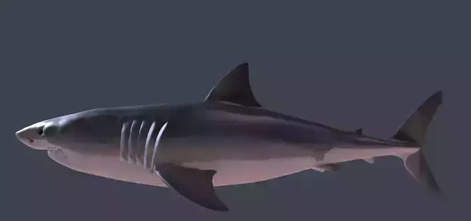 Realistic Shark