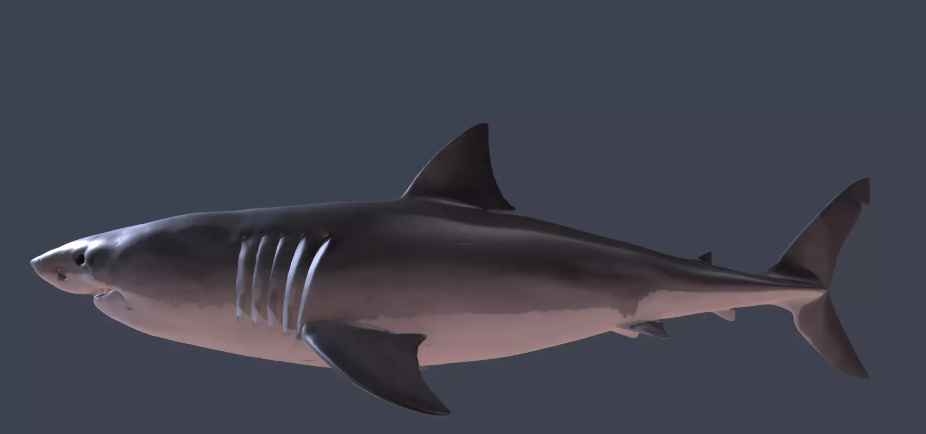 Realistic Shark 3D model_0
