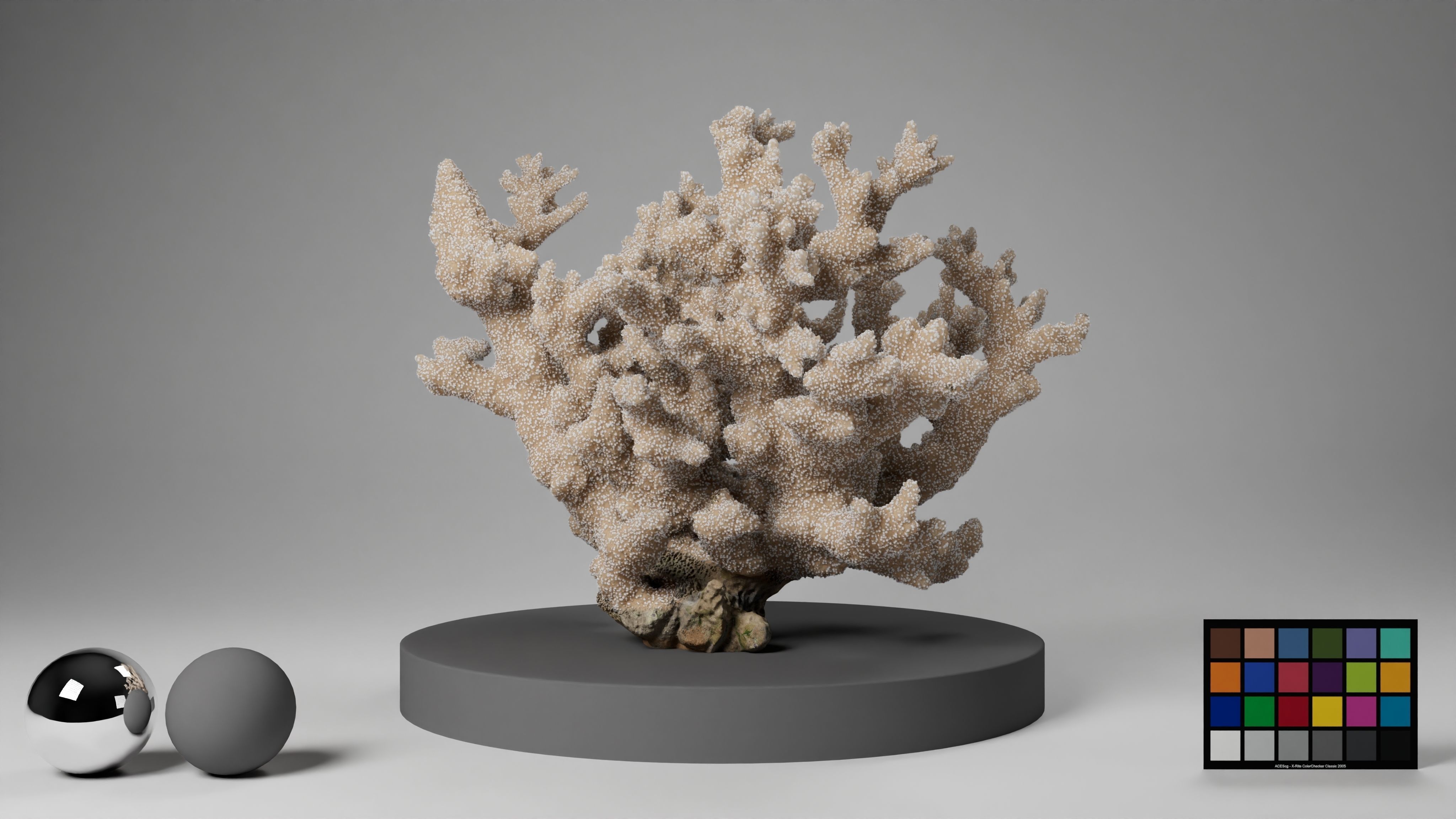 HQ Assets Coral Finger Leather CoralAB Arnold 3D model_16