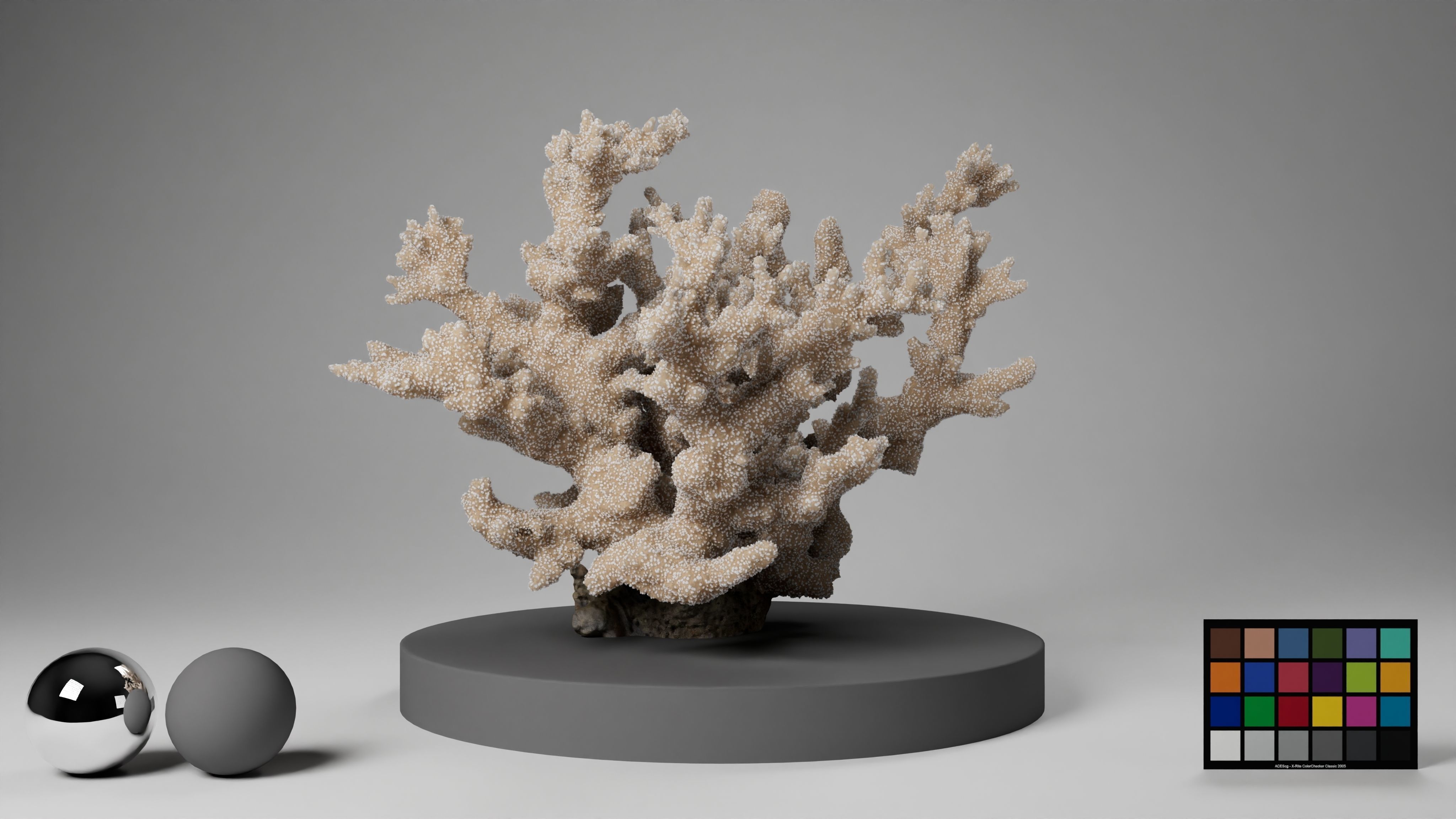 HQ Assets Coral Finger Leather CoralAB Arnold 3D model_14