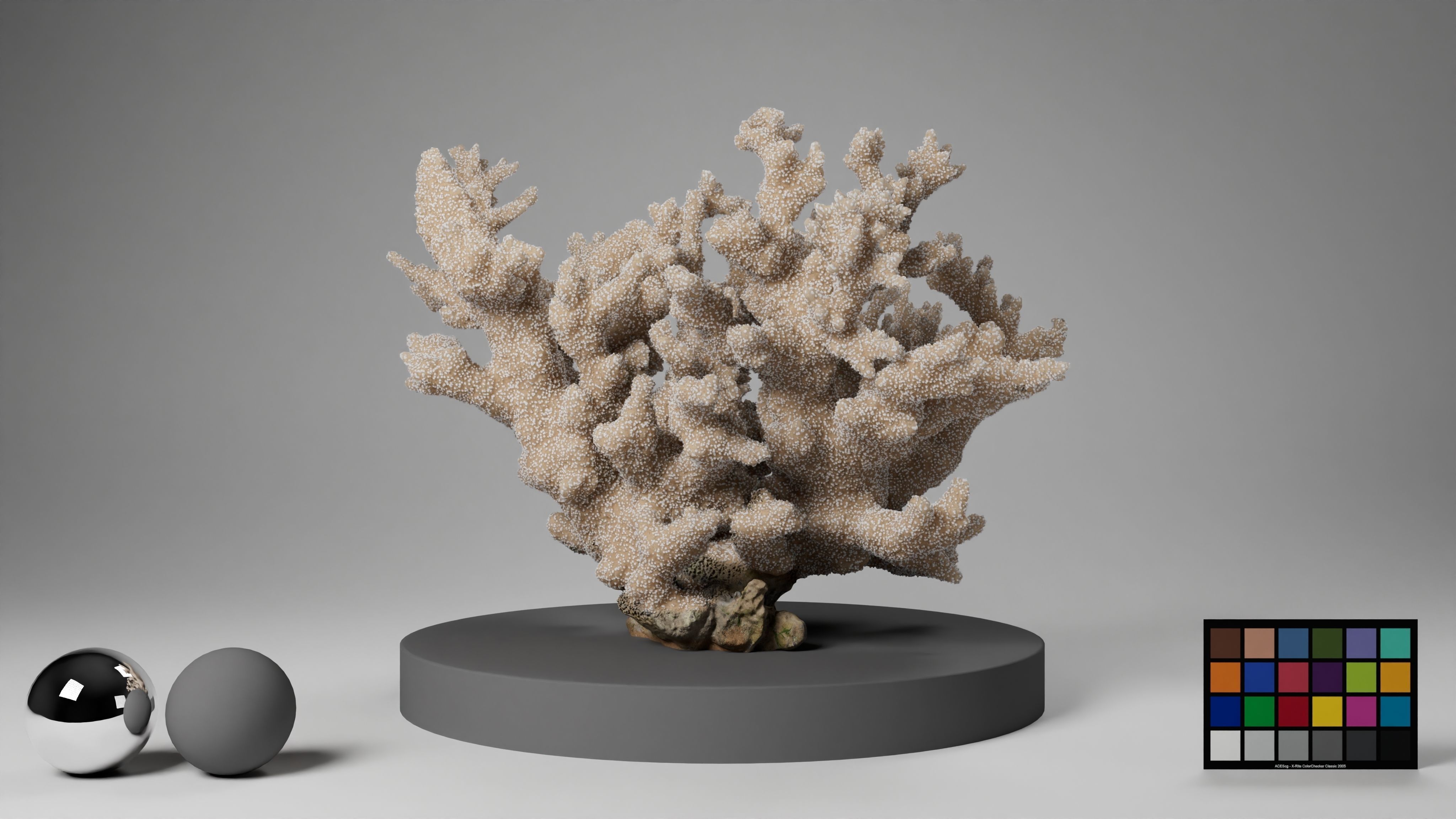 HQ Assets Coral Finger Leather CoralAB Arnold 3D model_17