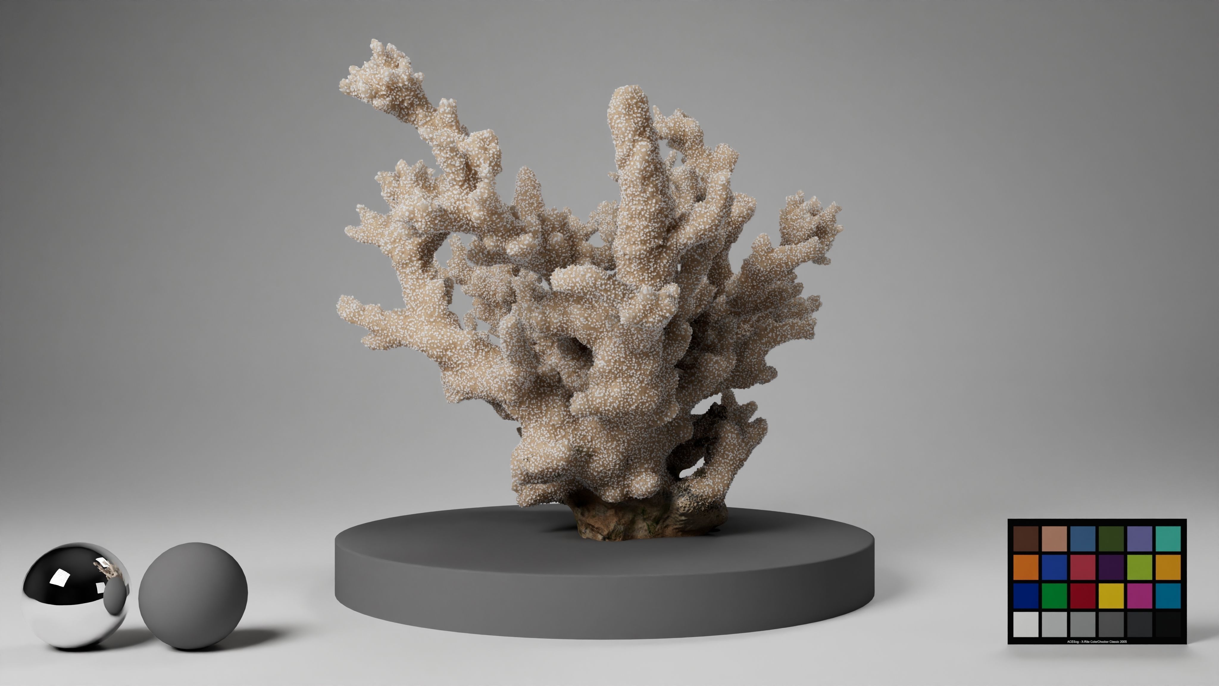 HQ Assets Coral Finger Leather CoralAB Arnold 3D model_10