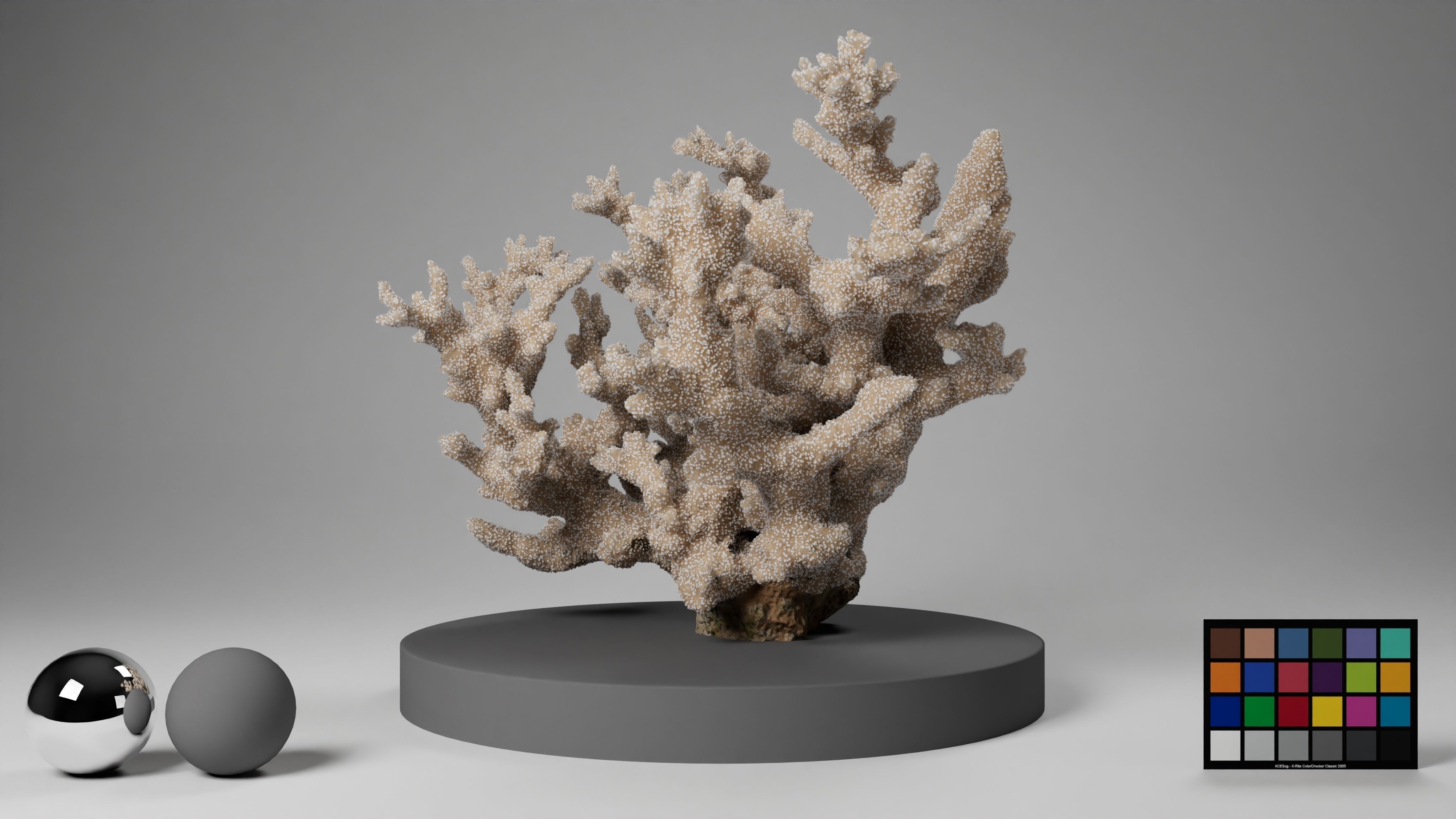 HQ Assets Coral Finger Leather CoralAB Arnold 3D model_12