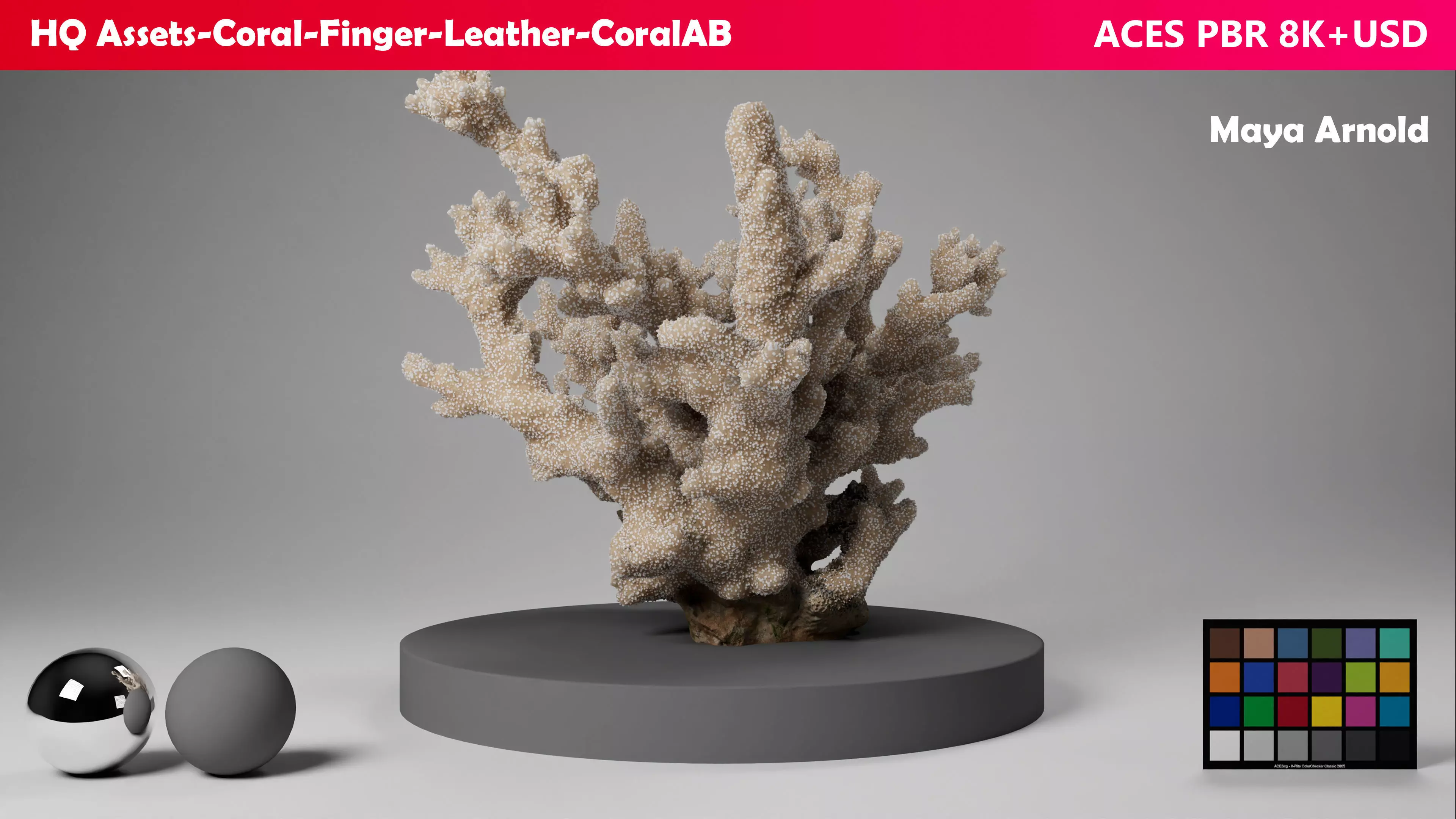 HQ Assets Coral Finger Leather CoralAB Arnold 3D model_0