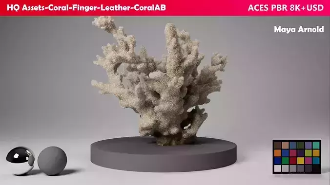 HQ Assets Coral Finger Leather CoralAB Arnold 3D model