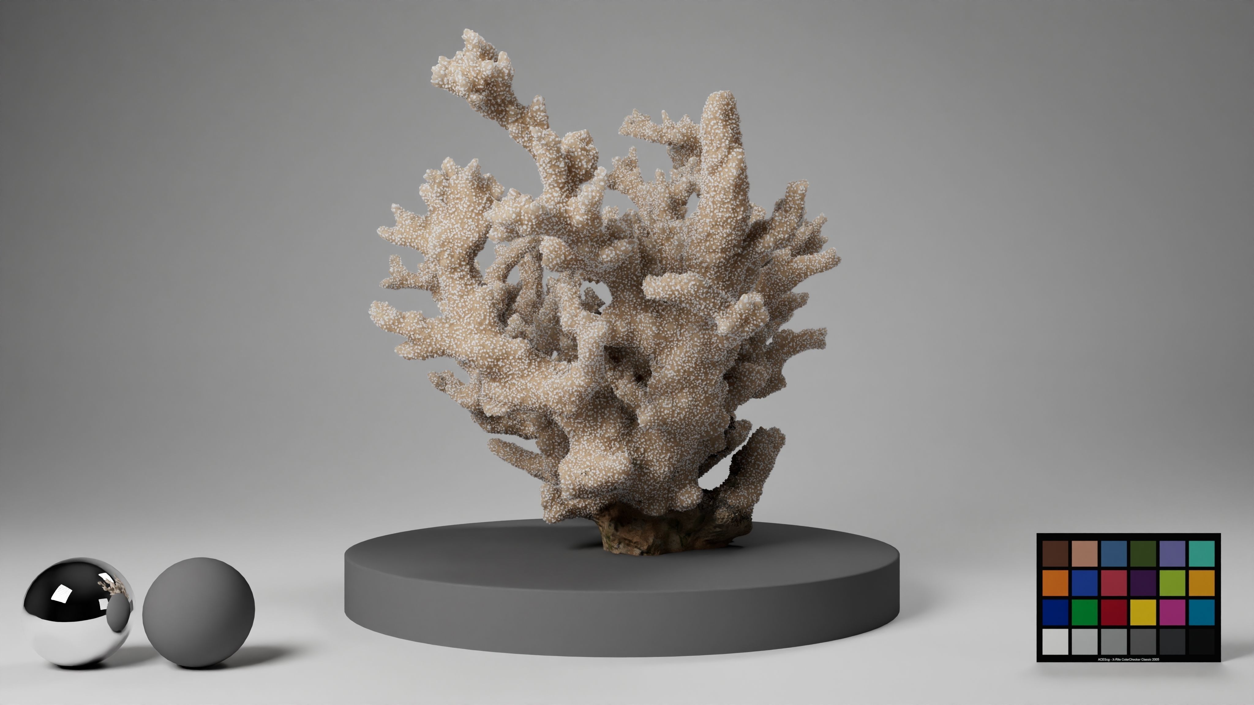 HQ Assets Coral Finger Leather CoralAB Arnold 3D model_11