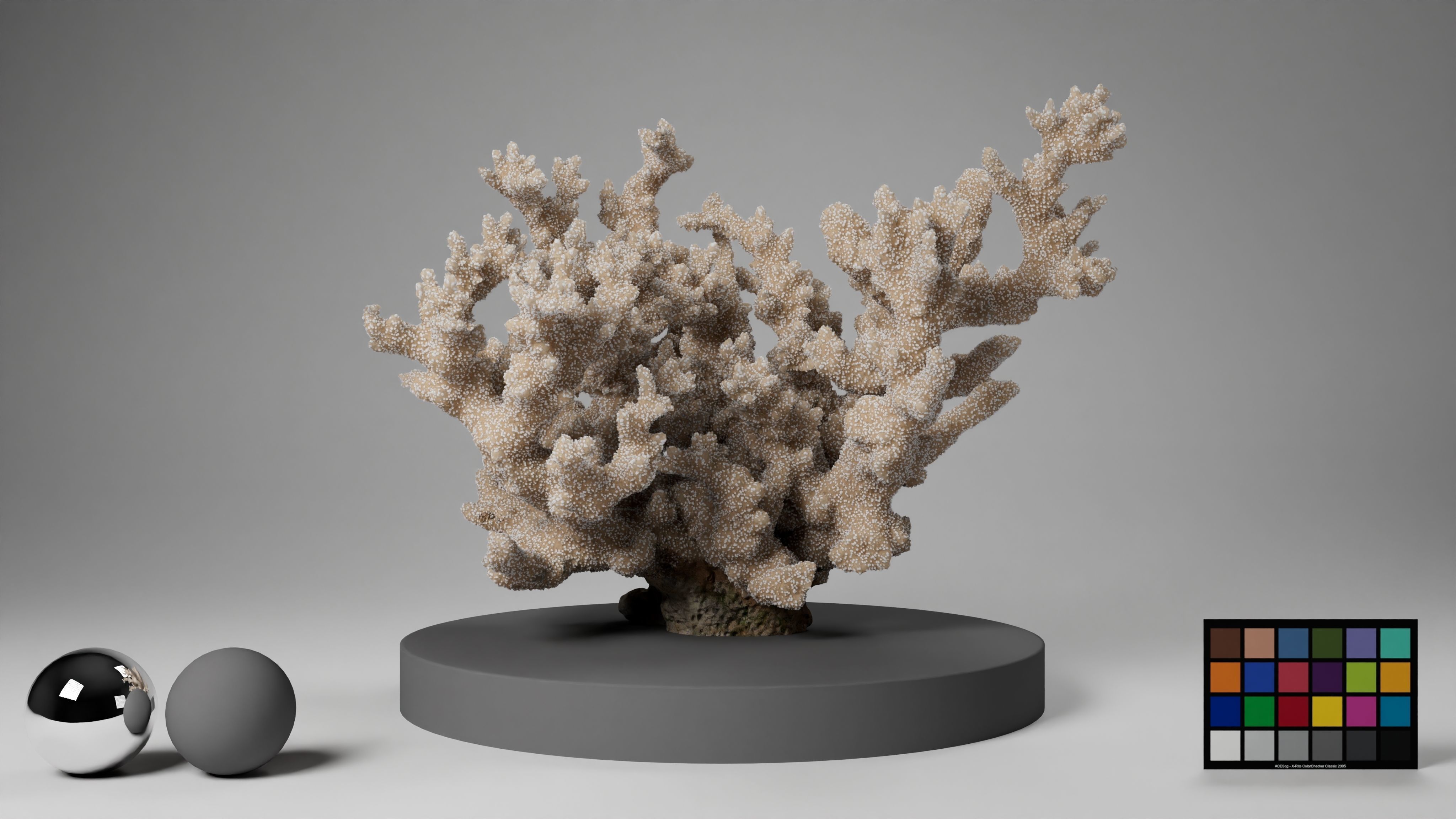 HQ Assets Coral Finger Leather CoralAB Arnold 3D model_13