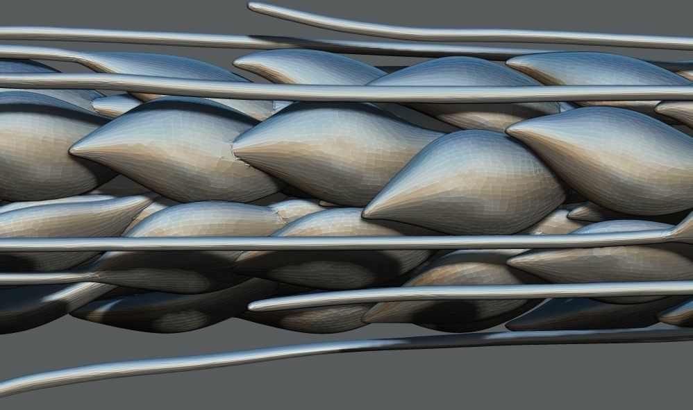 Ear Of Wheat 3d Printable model 3D print model_5