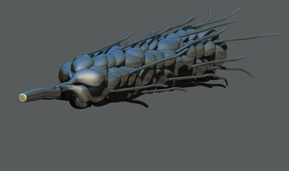 Ear Of Wheat 3d Printable model 3D print model_4