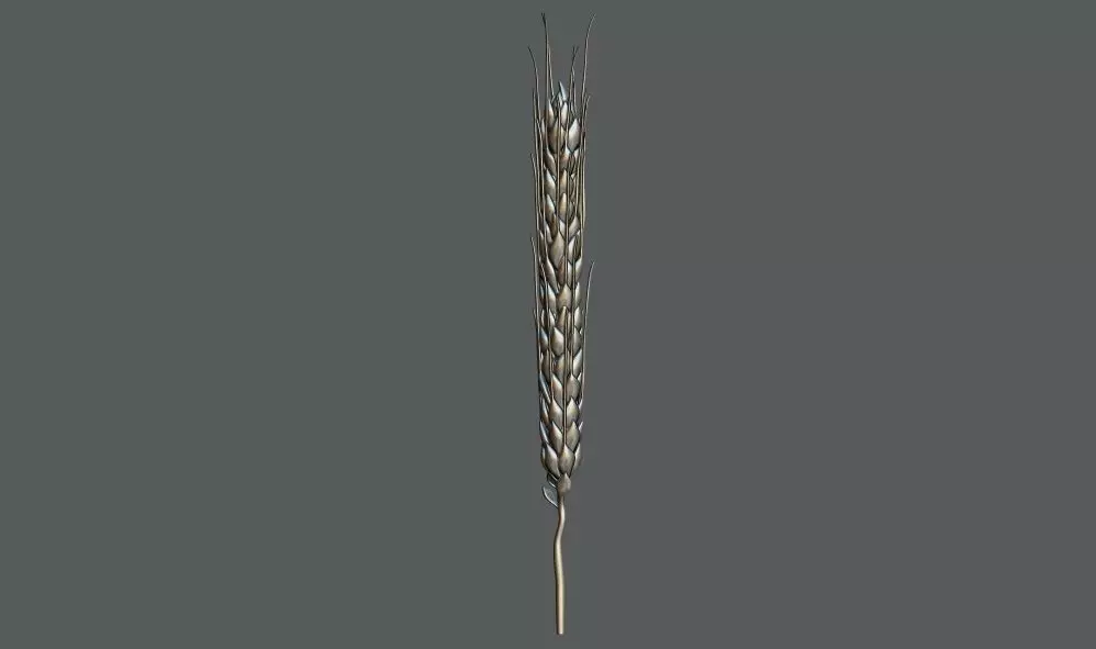 Ear Of Wheat 3d Printable model 3D print model_0