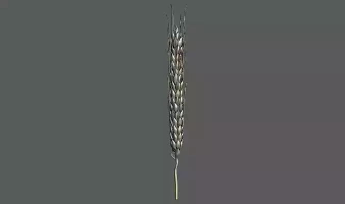 Ear Of Wheat  3d Printable model  3D print model