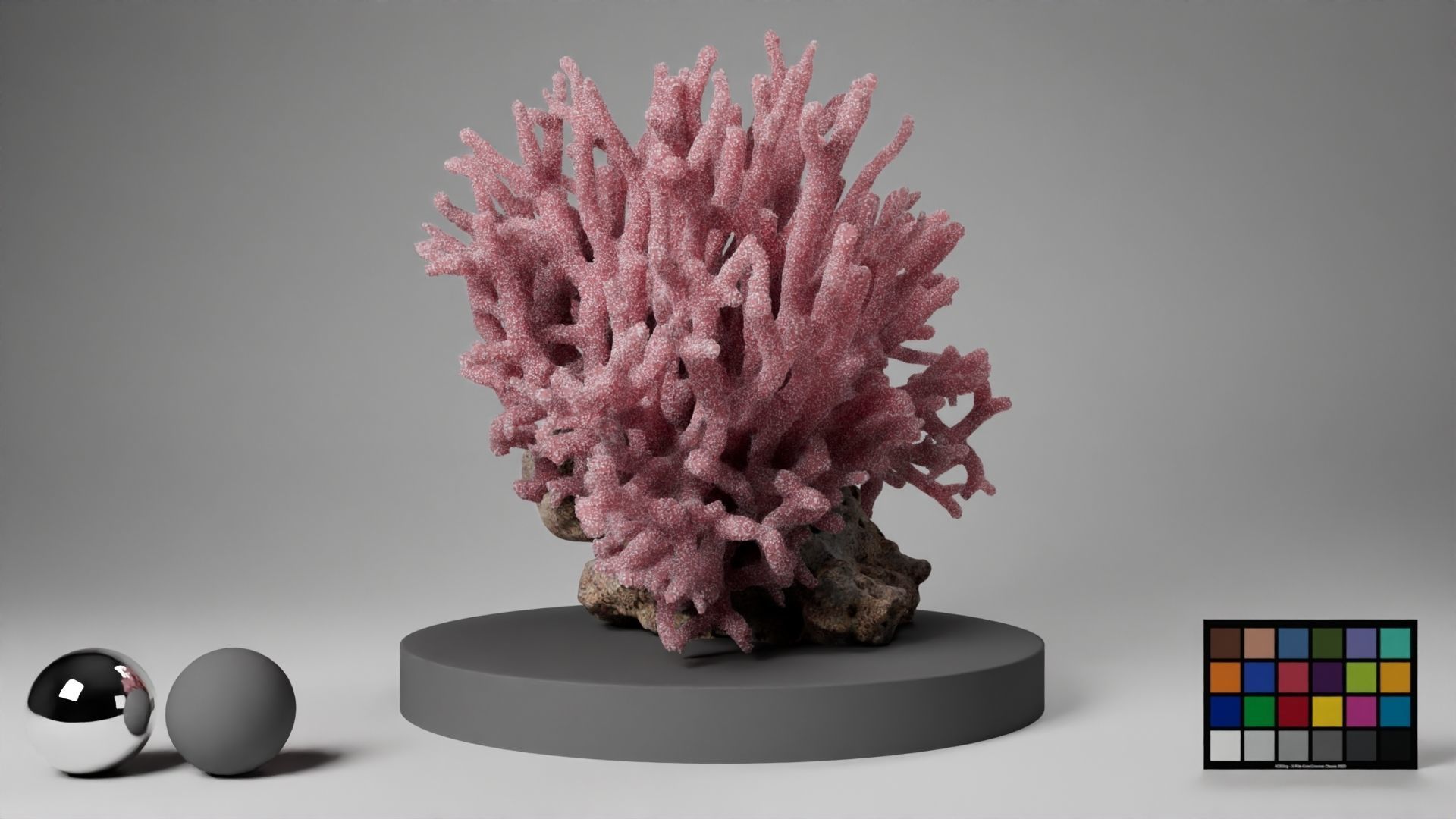 HQ Assets Coral Seriatopora HystrixAA Arnold 3D model_15