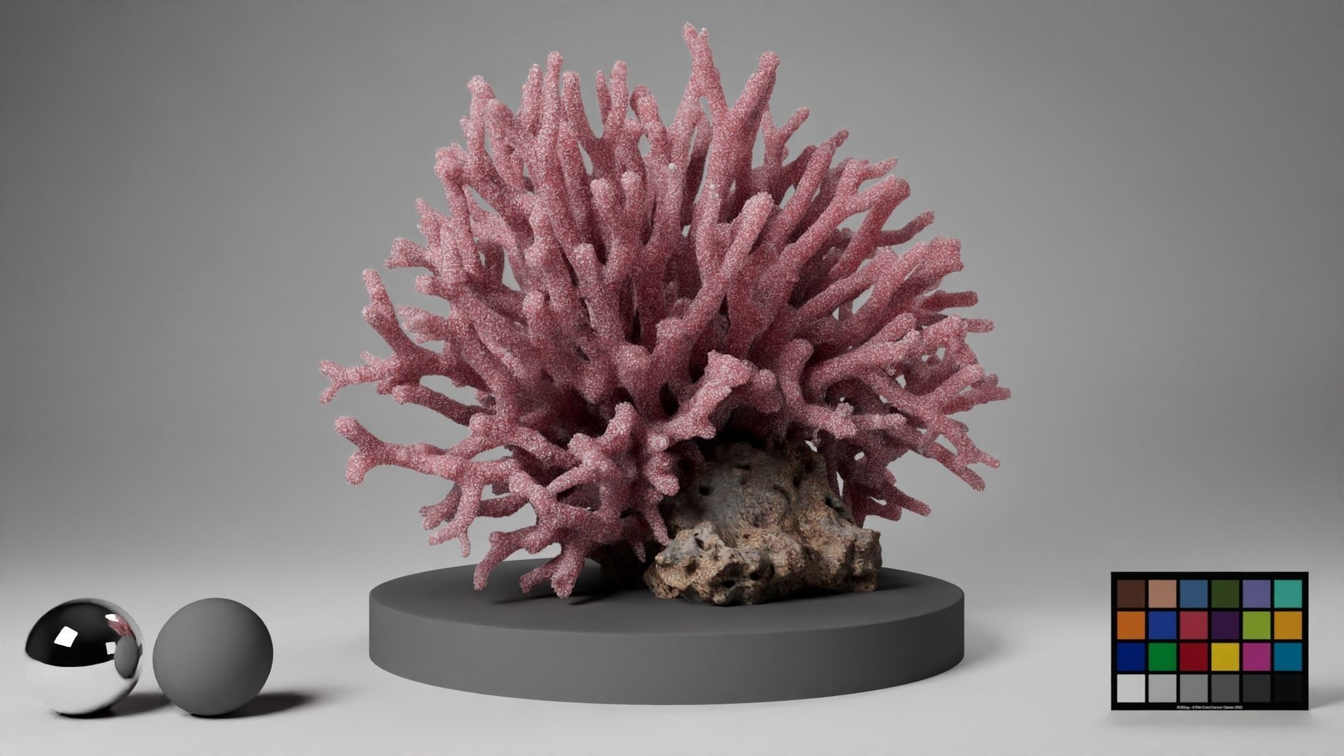HQ Assets Coral Seriatopora HystrixAA Arnold 3D model_14