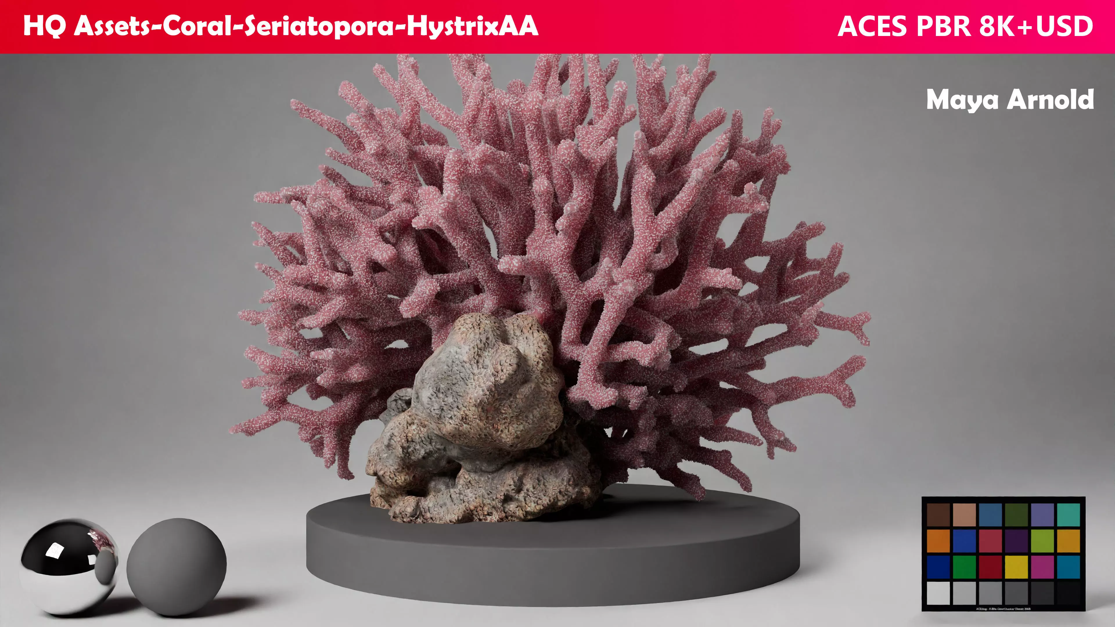 HQ Assets Coral Seriatopora HystrixAA Arnold 3D model_0