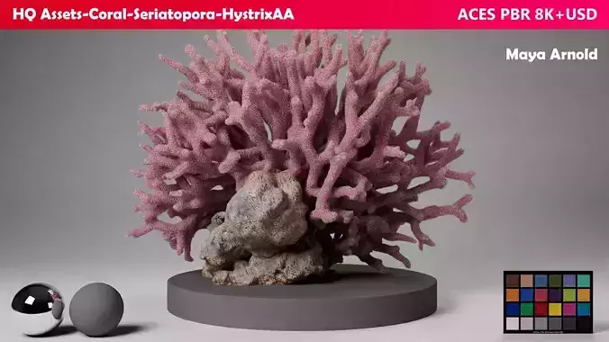 HQ Assets Coral Seriatopora HystrixAA Arnold 3D model