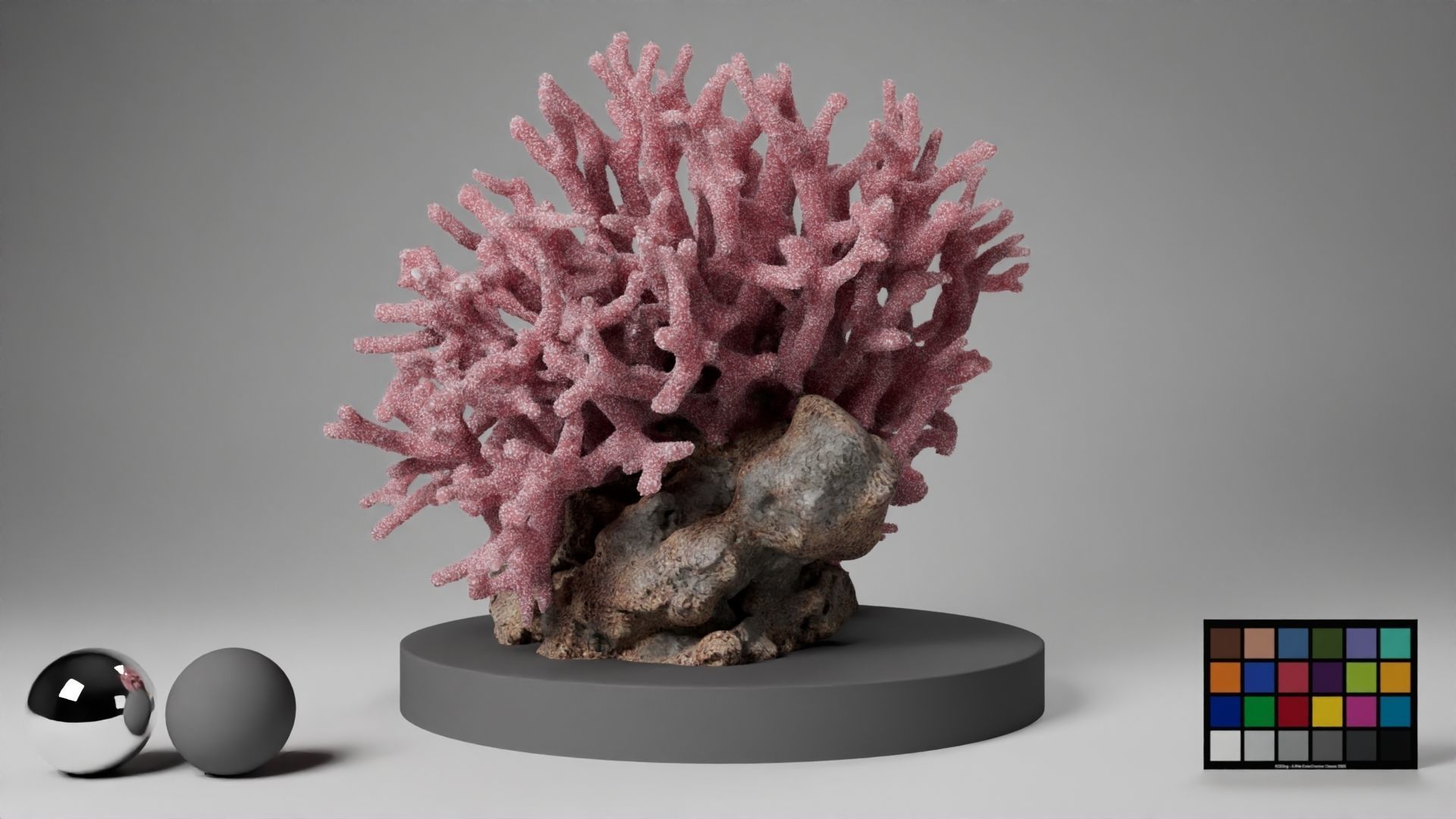 HQ Assets Coral Seriatopora HystrixAA Arnold 3D model_11