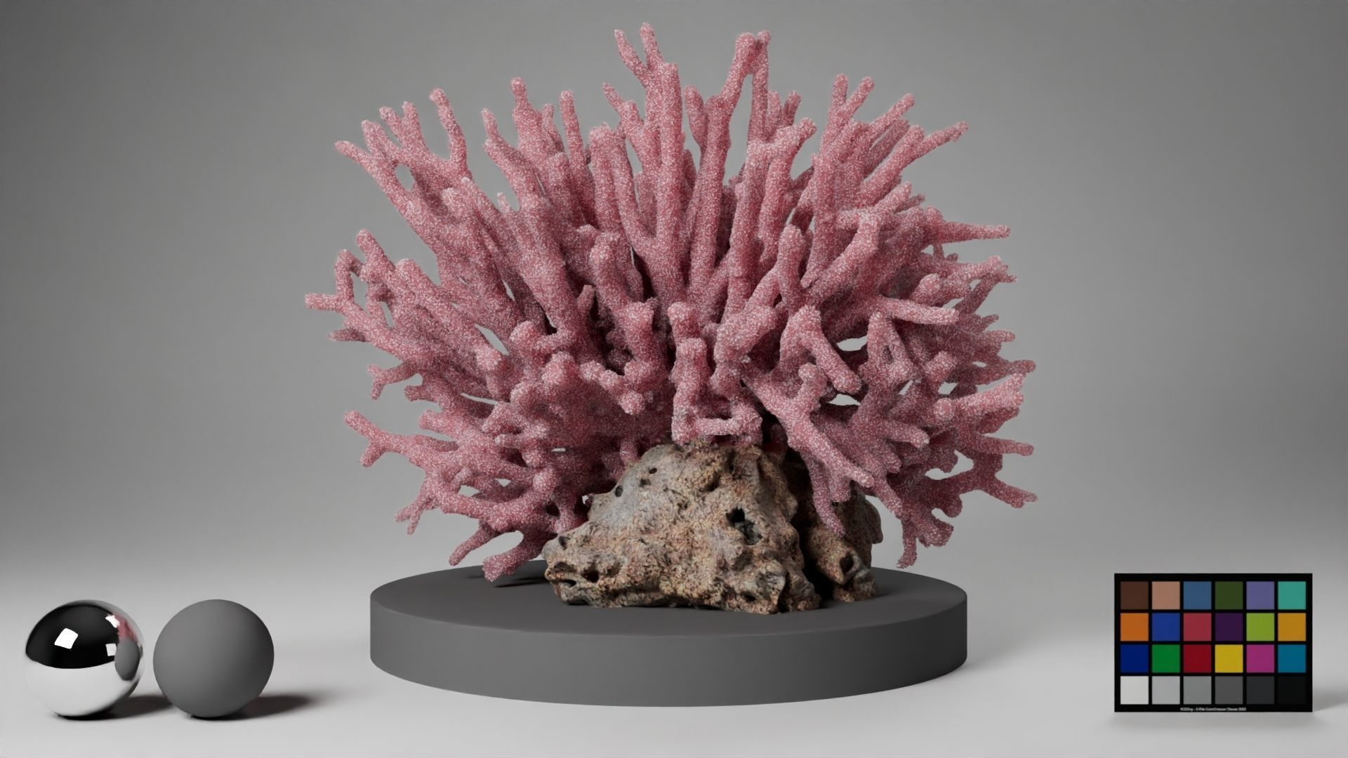 HQ Assets Coral Seriatopora HystrixAA Arnold 3D model_13