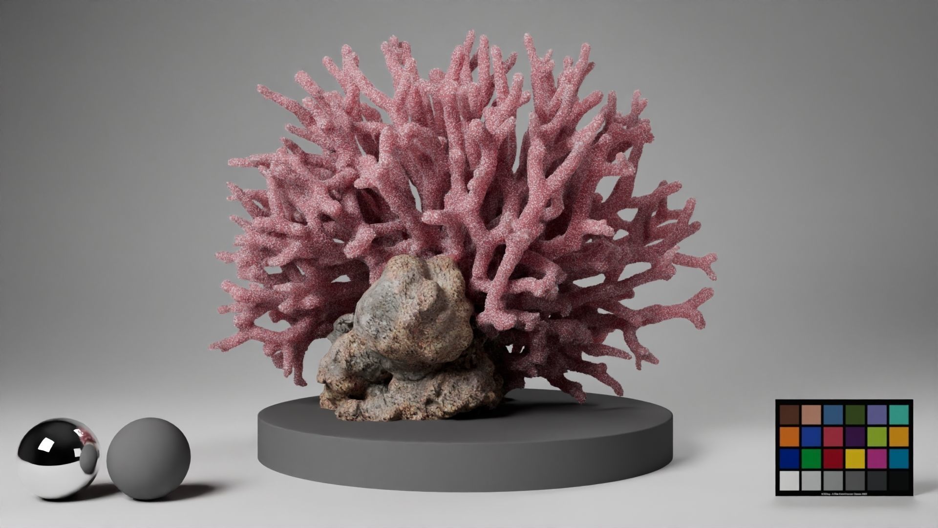 HQ Assets Coral Seriatopora HystrixAA Arnold 3D model_9