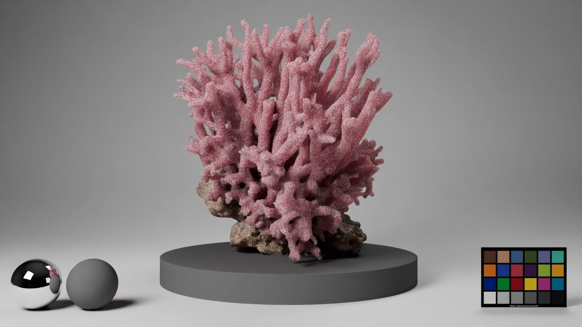 HQ Assets Coral Seriatopora HystrixAA Arnold 3D model_16