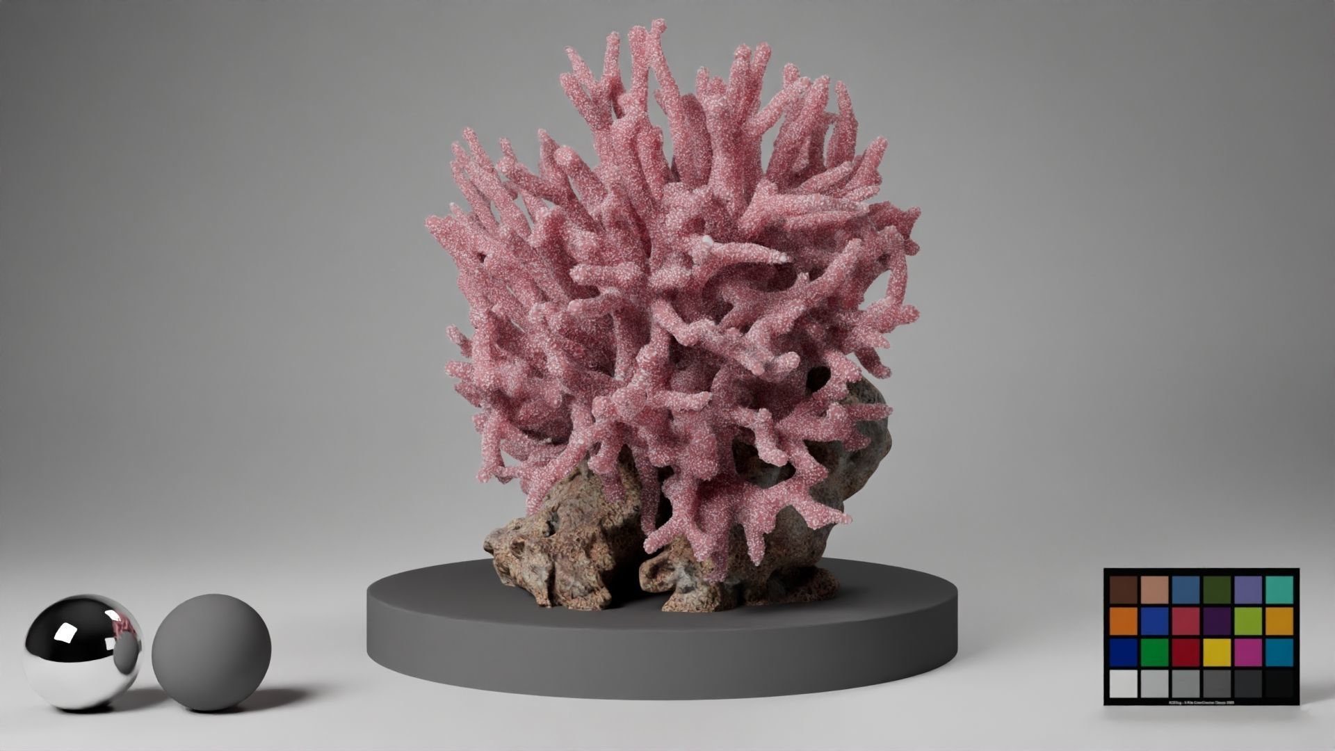 HQ Assets Coral Seriatopora HystrixAA Arnold 3D model_12
