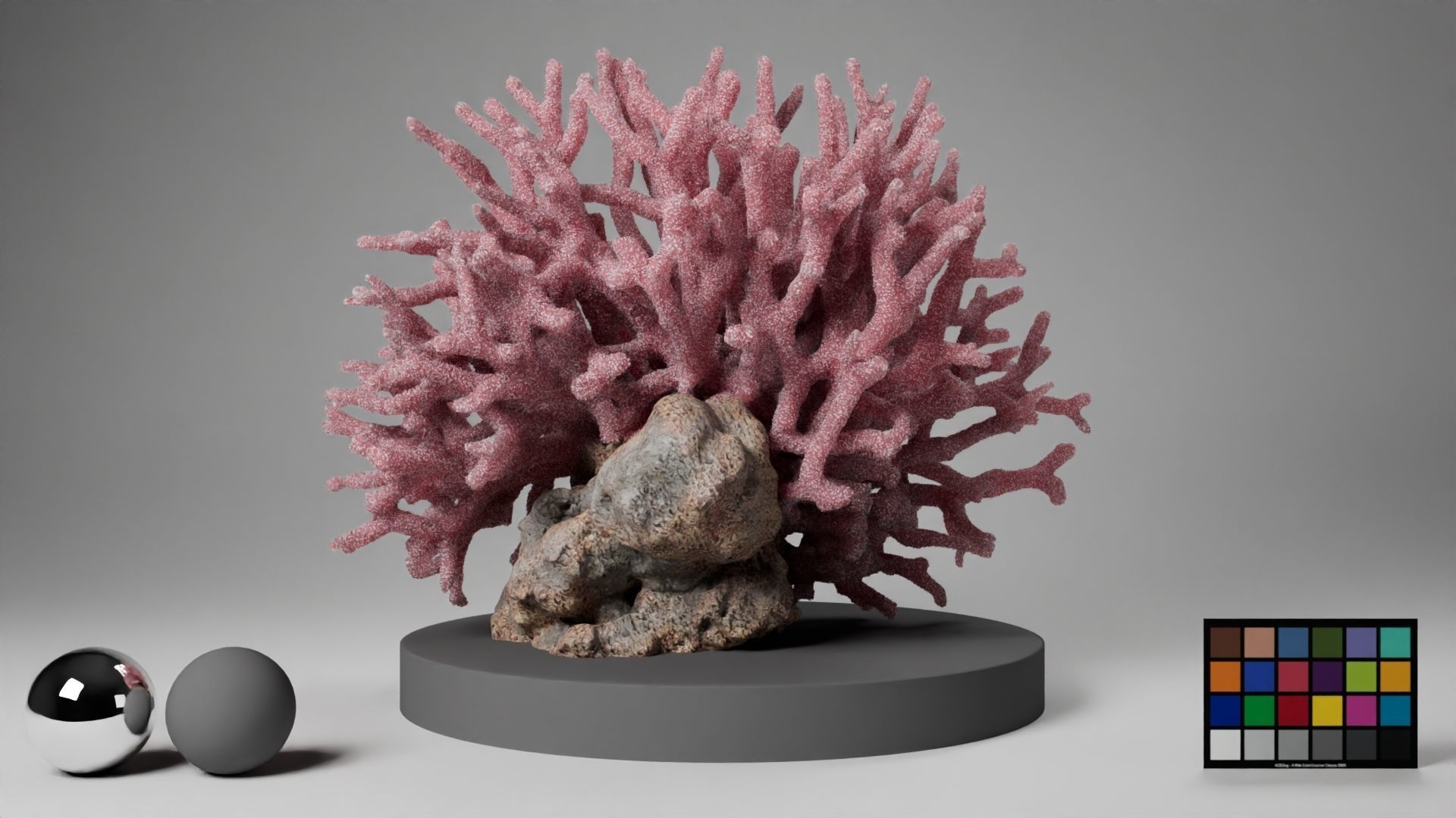 HQ Assets Coral Seriatopora HystrixAA Arnold 3D model_10