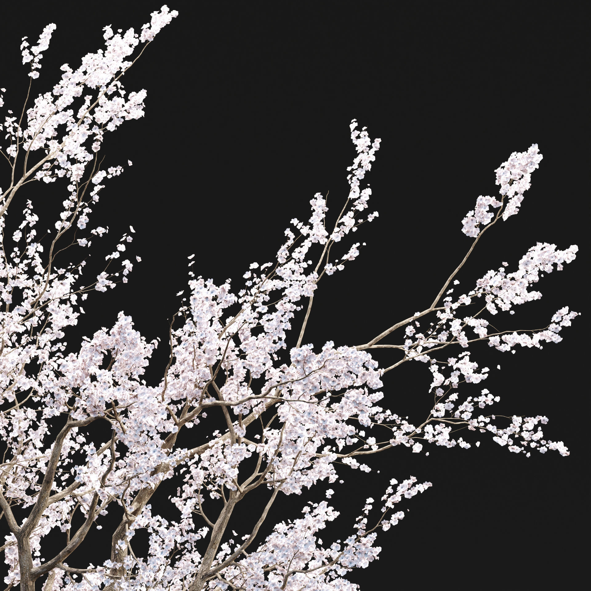 Cherry blossom tree vol 98 3D model_4