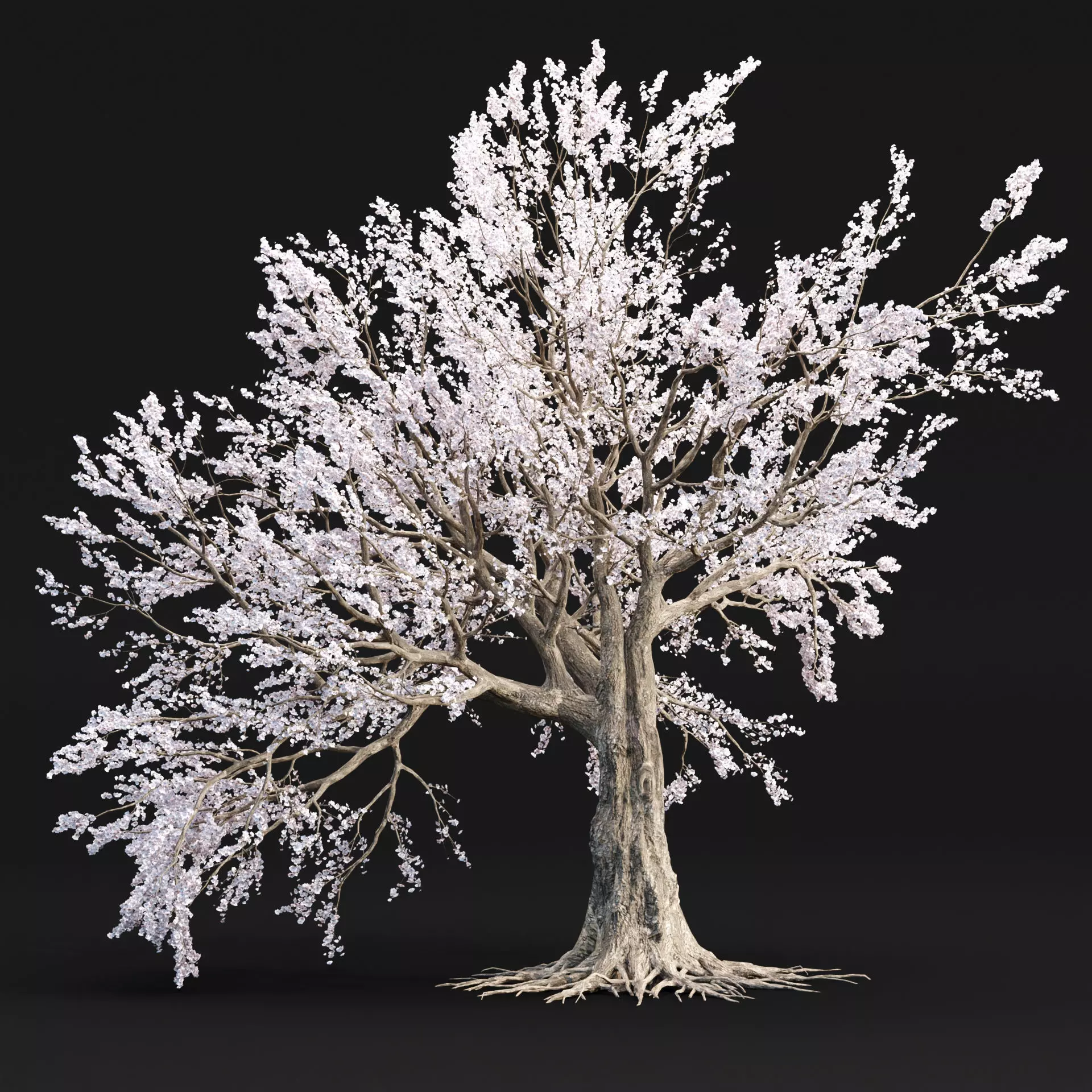 Cherry blossom tree vol 98 3D model_0