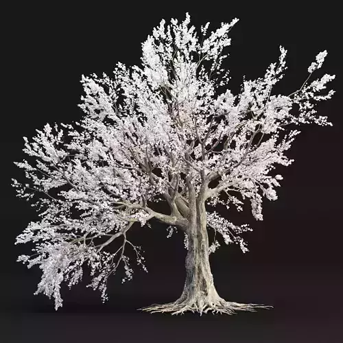 Cherry blossom tree vol 98 3D model